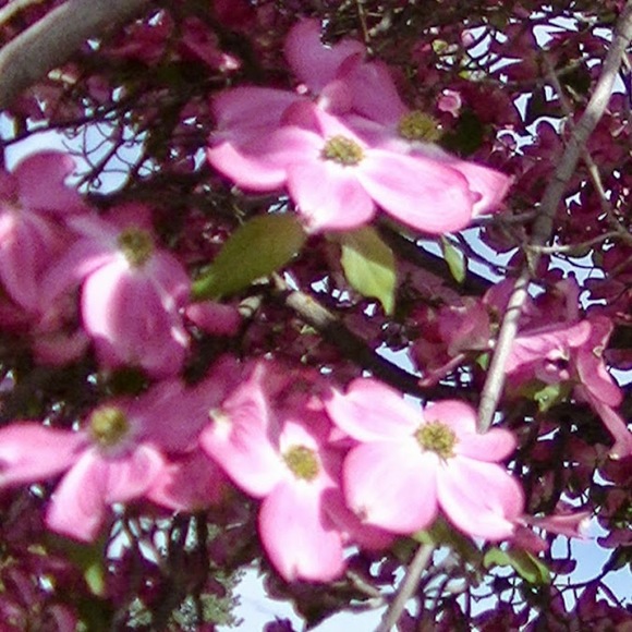 Meet your Posher, Sara - Picture 2 of 2